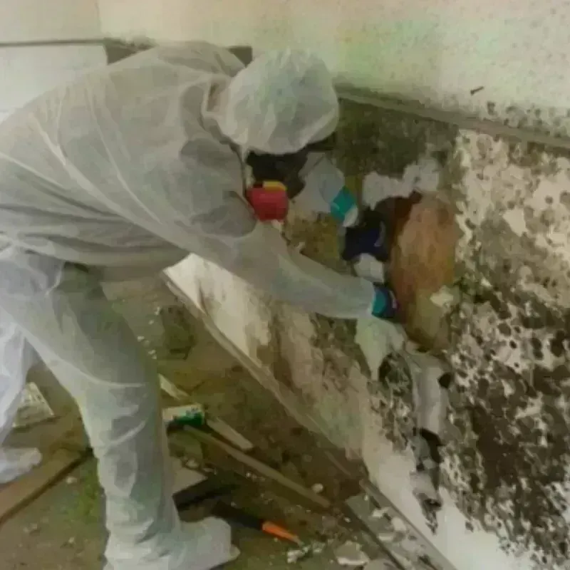 Mold Remediation and Removal in Minerva, OH